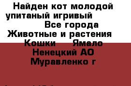 Найден кот,молодой упитаный игривый 12.03.2017 - Все города Животные и растения » Кошки   . Ямало-Ненецкий АО,Муравленко г.